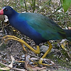 Porphyrio martinicus 3 (7-10-23 Bioparque Amaru)