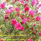 Camellia reticulata Captain Rawes