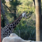 Zoo de Barcelona 10-01-2011 038