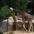 Zoo de Barcelona 26 i 27-07-2010 319