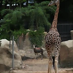 Zoo de Barcelona 26 i 27-07-2010 313