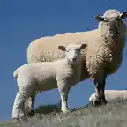 sheepsheep