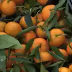 oranges_4_3