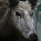 Zoo de Barcelona 28-01-11 489