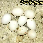 FB_IMG_1501748092152