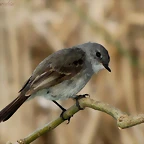 piojito gris