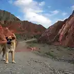 Perritos Los Colorados