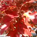 Quercus velutina-SAM_3611