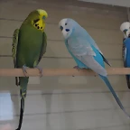 Olivo y ngel
