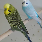 Oliva y ngel