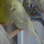 Dilubella (1)