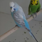 Greywings