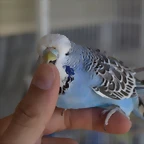 Cobalto (1)
