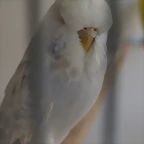 Diluca (1)