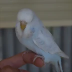 Diluca (8)