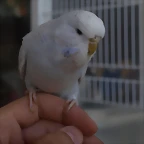 Diluca (7)