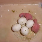 2 peribebe