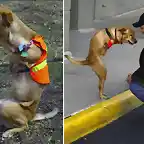 Perro sin patas y es feliz...