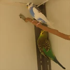 Caramelo y Yunan  26-11-11
