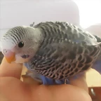 2  pollo  26-11-11