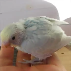 3  pollo 26-11-11