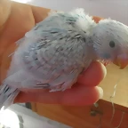 4 pollo  26-11-11