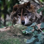 Zoo de Barcelona 27-11-2010 790