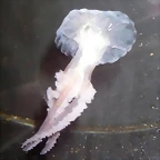 Pelagia noctiluca (10-11-13 Aquarium de Barcelona, det yo)