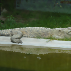 Crocodylus acutus 1 (1-10-23 Zoo de Quito)