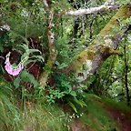 DSCN7484