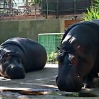 Zoo de Barcelona 07-04-11 010