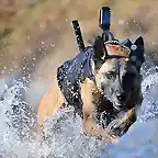 Perro de los Navy Seal, con chaleco y cmara de infrarojos