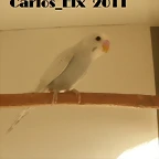 1 pollo  26-9-2011