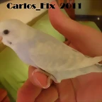 4 pollo 26-9-2011