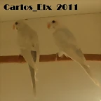 2 mayores 26-9-2011