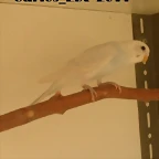 2 pollo  26-9-2011