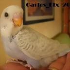 5 pollo 26-9-2011