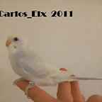 3 pollo 26-9-2011