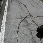 DSCN3584