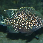 Paratilapia typus 'Andapa' (12-10-16 Acuario Fluvial de Zaragoza)
