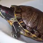 Tortu escalando la roca