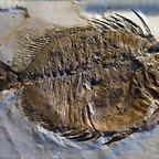 Naseus rectifrons 2 (10-9-21 Naturistorisches Museum Wien, det as Eorandallius, leg in Bolca, Italia)