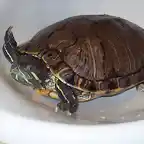 Tortu impaciente