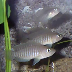 Neolamprologus multifasciatus (8-7-12 Acuario Zaragoza)