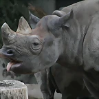 Zoos Duisburg y Krefeld 02-10-09 797