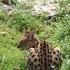 Zoos Duisburg y Krefeld 02-10-09 747