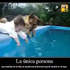 Perro y nio en la piscina