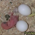 FB_IMG_1539179368298