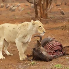 19382135-Una-leona-con-cicatrices-de-batalla-guarda-una-matanza-us-en-el-Parque-Nacional-Kruger-Sud-frica-Foto-de-archivo