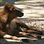 Zoo de Barcelona 03-04-11 337